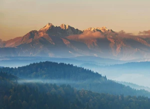 8 Zaskakująco Skutecznych Sposobów Aby kupić kwiaty